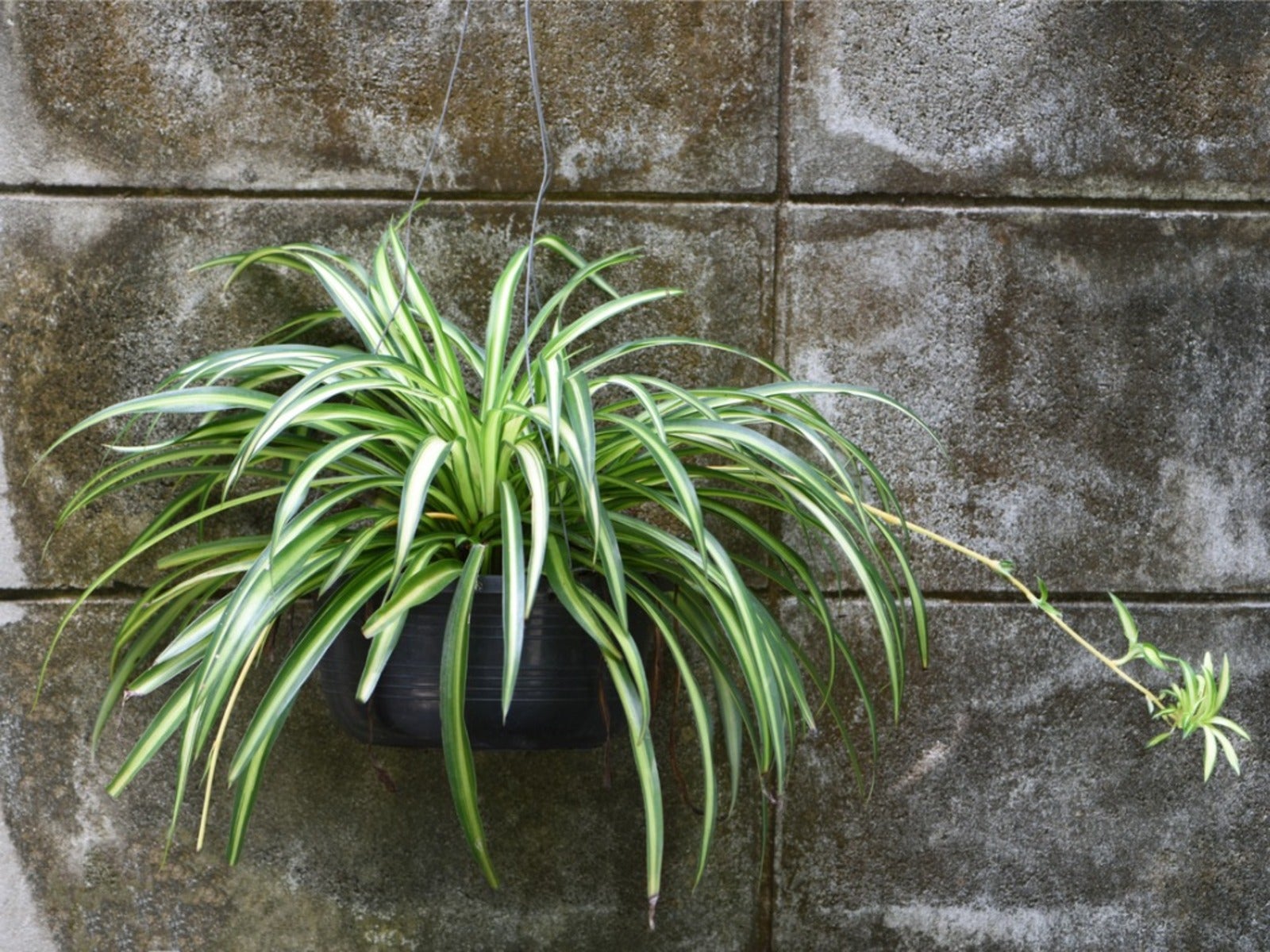 Spider Plants