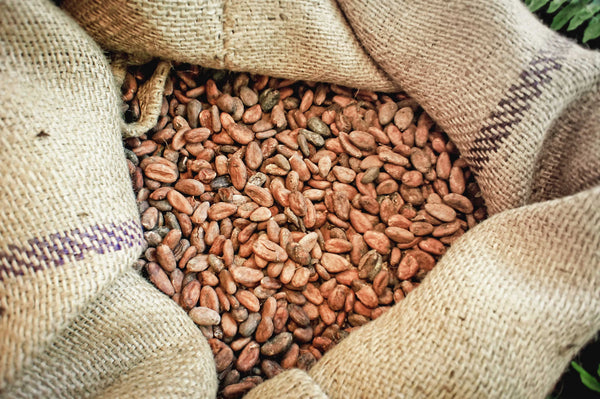 Raw cacao beans in burlap sack