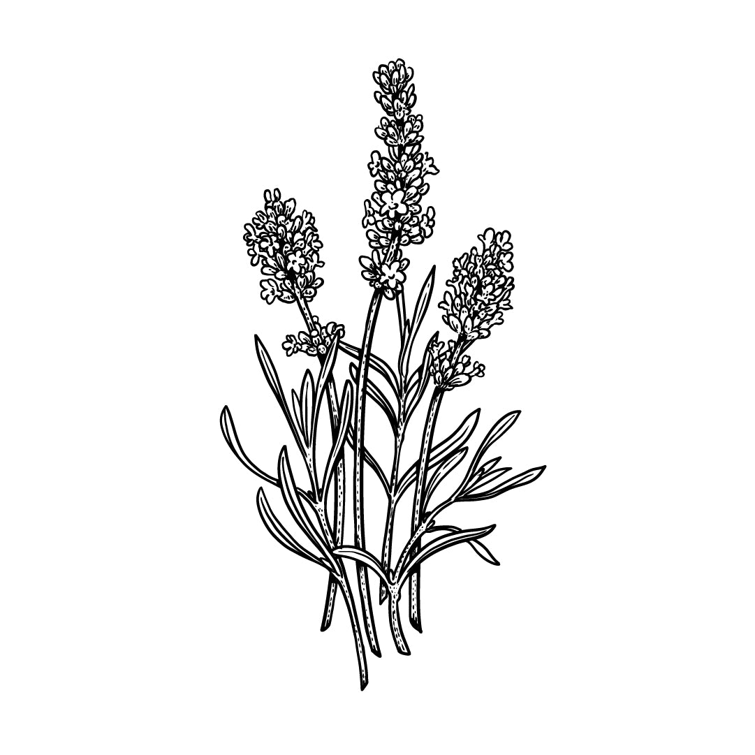 Lavender All Purpose Cleaner | Archipelago Botanicals
