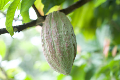 Cacao pod on a tree in India