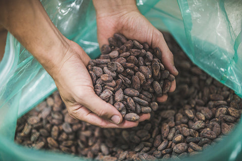 Fermented and dried cacao seeds at our facility in Toronto, ON