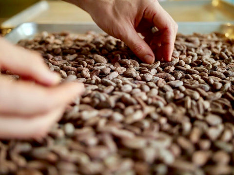 Cacao seeds are inspected and sorted before being roasted