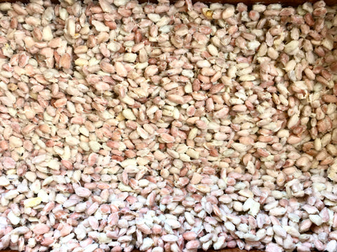 Cacao seeds undergoing fermentation in Peru