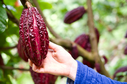 Une dosette de cacao mûre sur un cacaoyer