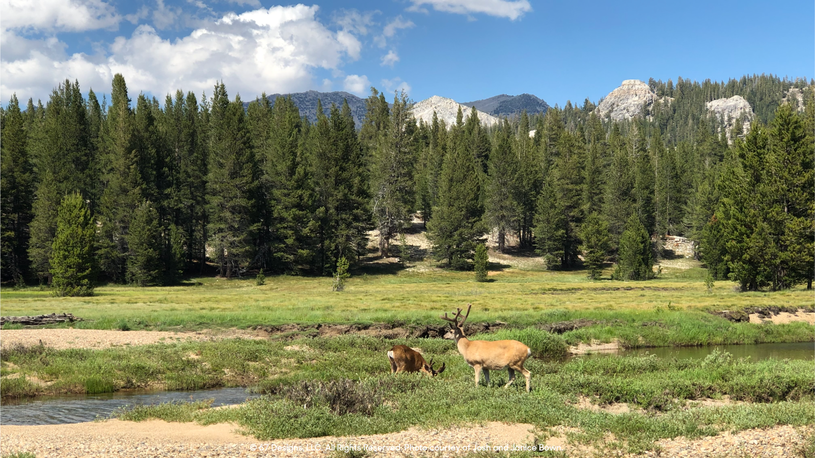 Moose in Rocky Mountain National Park