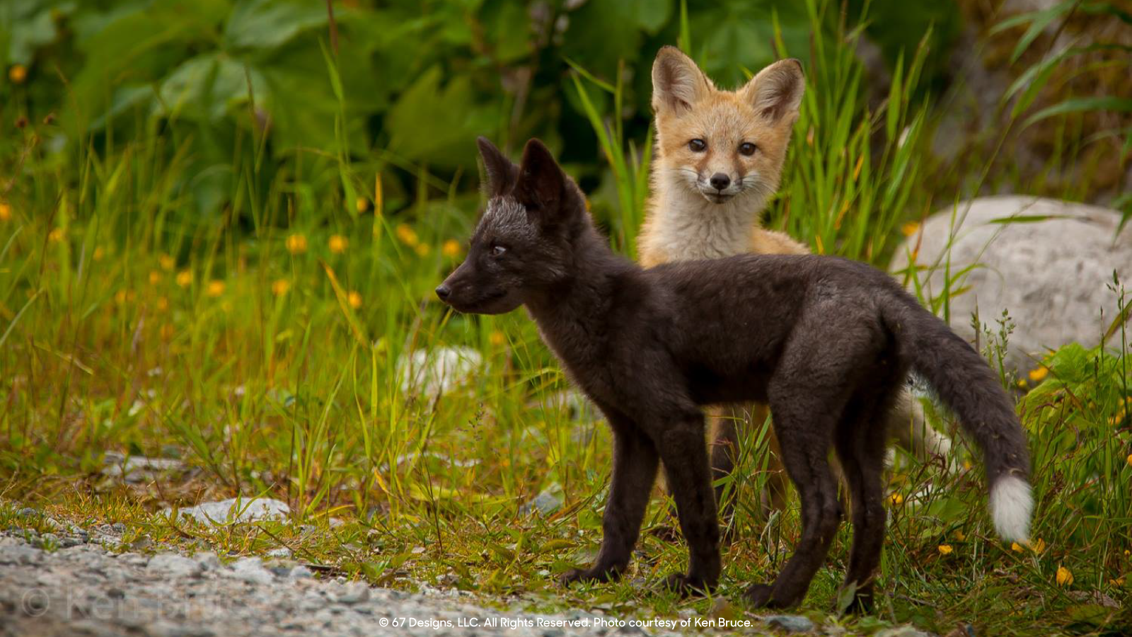 Red foxes in Canada