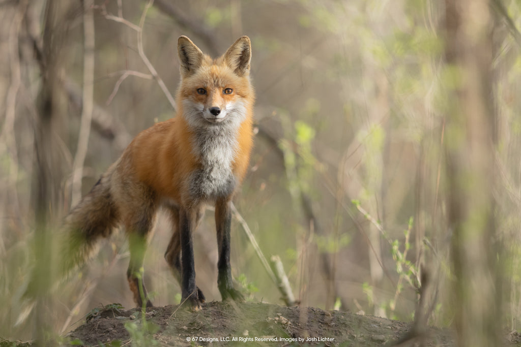 Josh Lichter photo of fox in wild