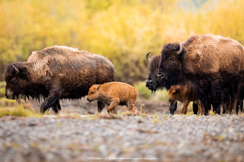 Josh Lichter Bison in Yellowstone National Park