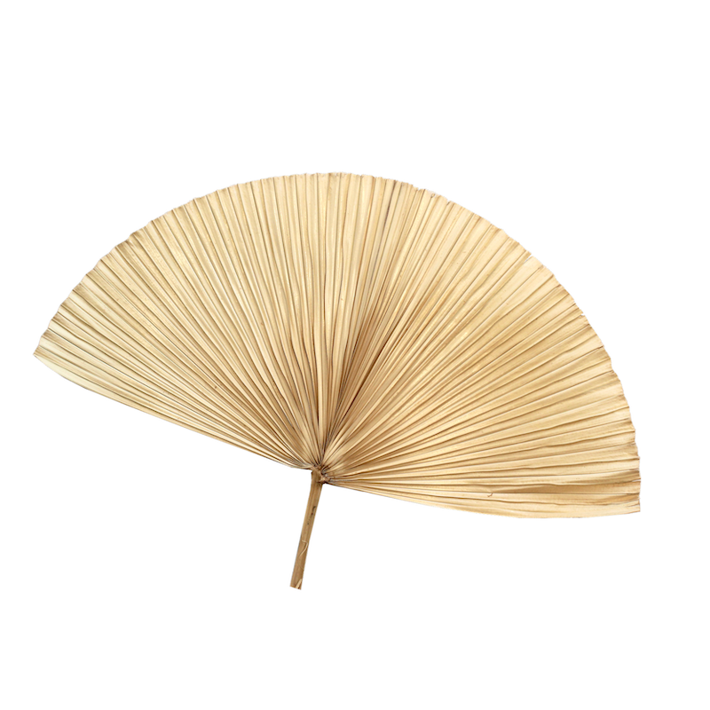 Palm Fan Wide – Raw Decor