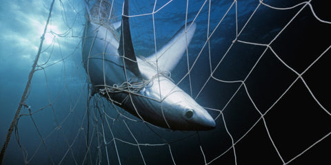 shark net