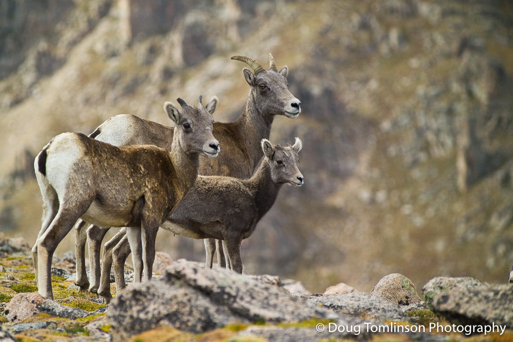 Rocky Mountain Bighorn Sheep Family 1035 Doug Tomlinson Photography