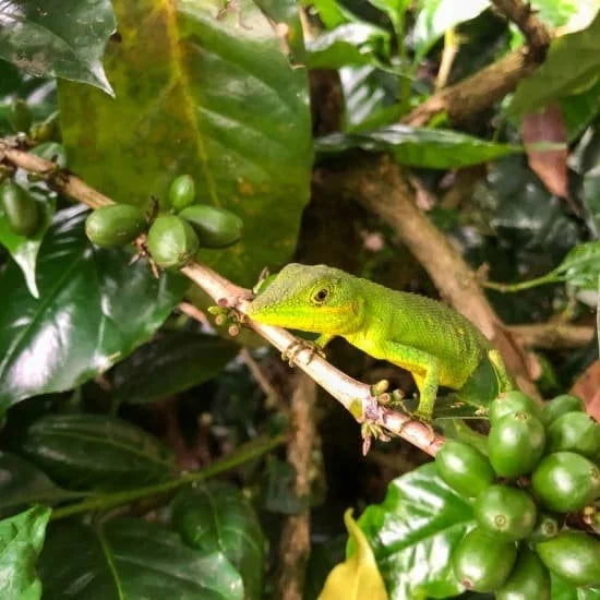 [Wholesale] Java Frinsa Collective