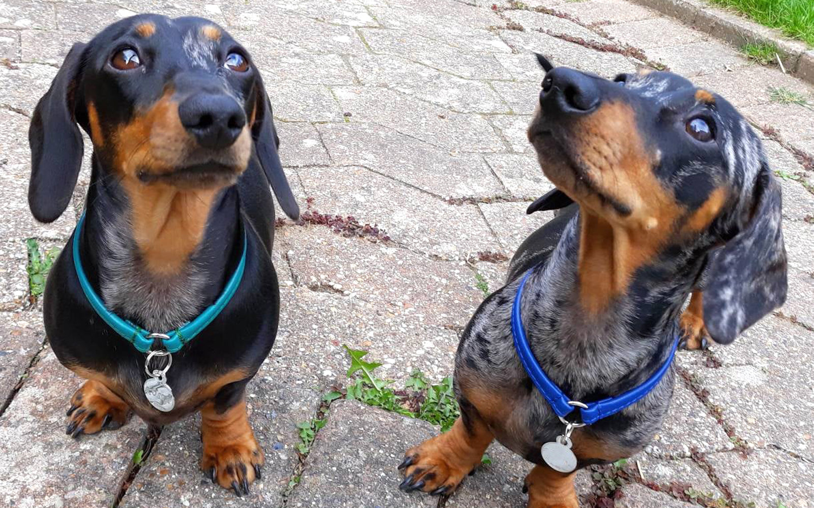 dachshund collars