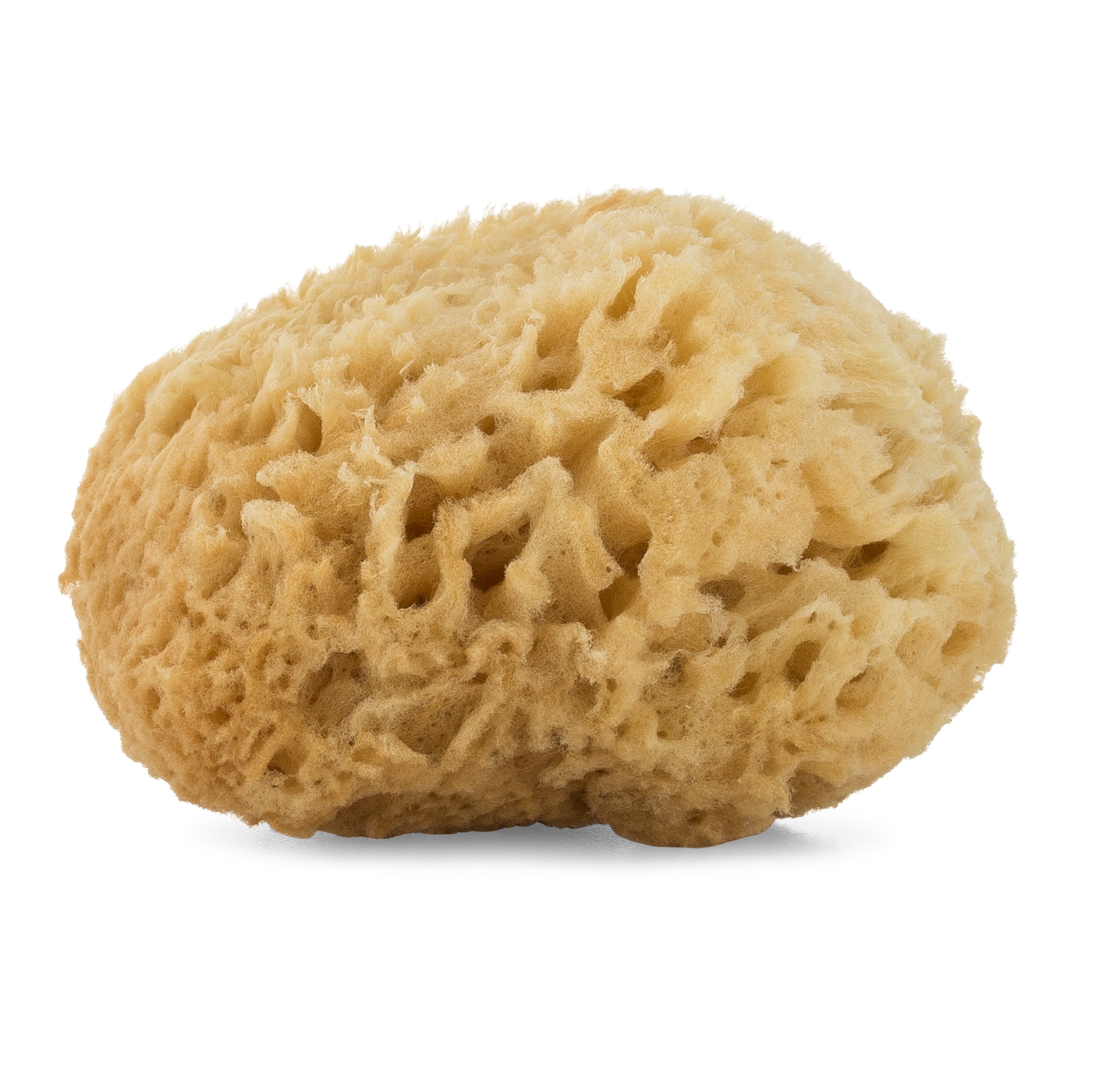 natural sponge