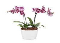 Mini Unique Purple and White Orchid Planter in White Pot