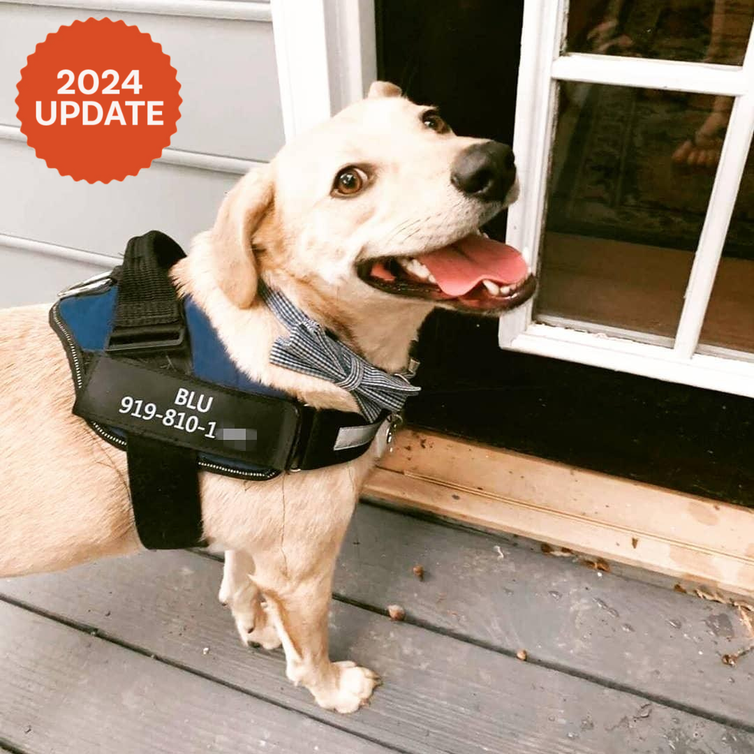 Personalized No Pull Dog Harness + FREE LEASH