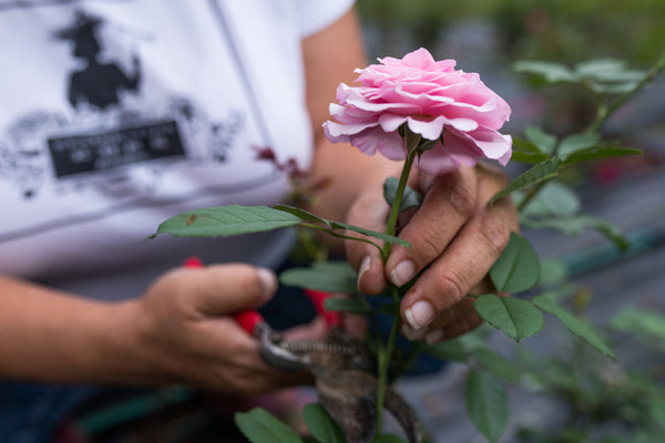 Gardener Snipping Rose