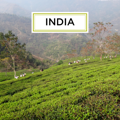 Indian Tea Regions