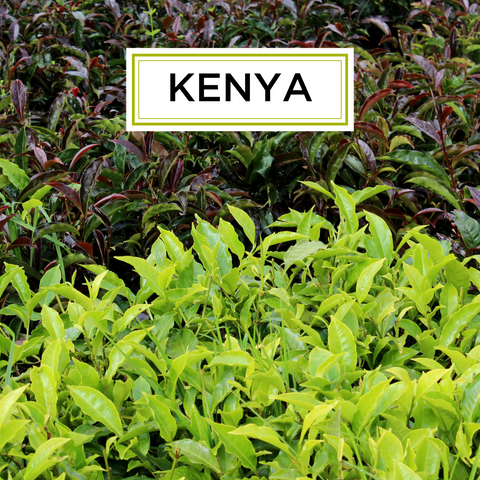 Kenyan Tea Regions