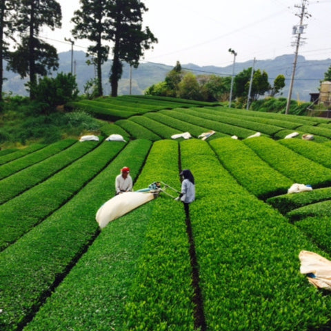 Tea fields in Shizuoka, Japan