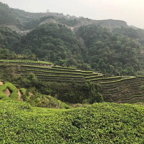 Anxi County, Fujian Province, Huang Jin Gui cultivar for Red Dawn