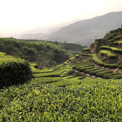 Tea fields in Anxi County, Fujian Province, China