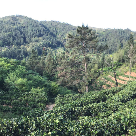 Dehua tea fields