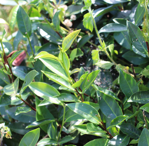 Shui Xian cultivar tea plant