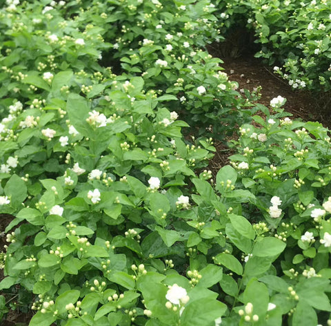 Field of jasmine flowers