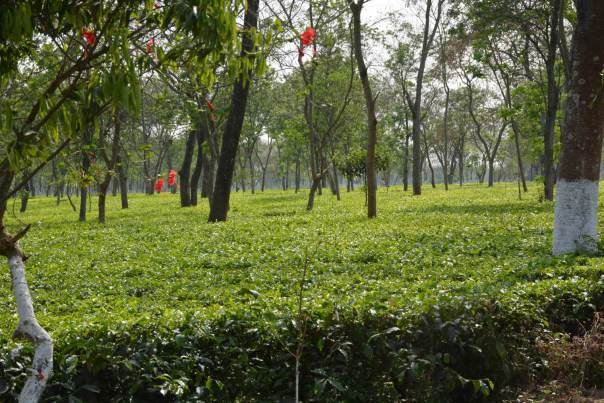 The Doke Tea Estate