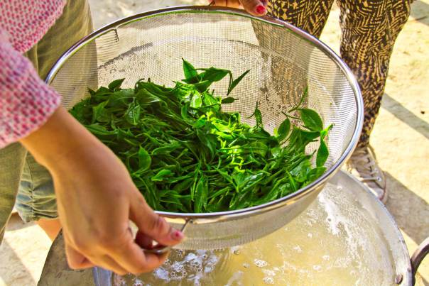 Hand-processed leaves of Black Fusion