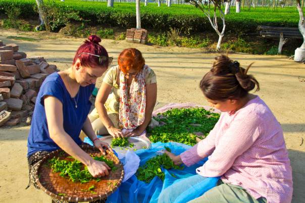 All the teas are hand-processed in very small batches at the Doke Estate, supervised by Rajiv's daughter Dolly Lochan (on the right), using family and local villagers to help.