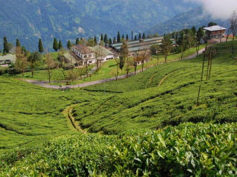 Sikkim tea estate in Temi, India