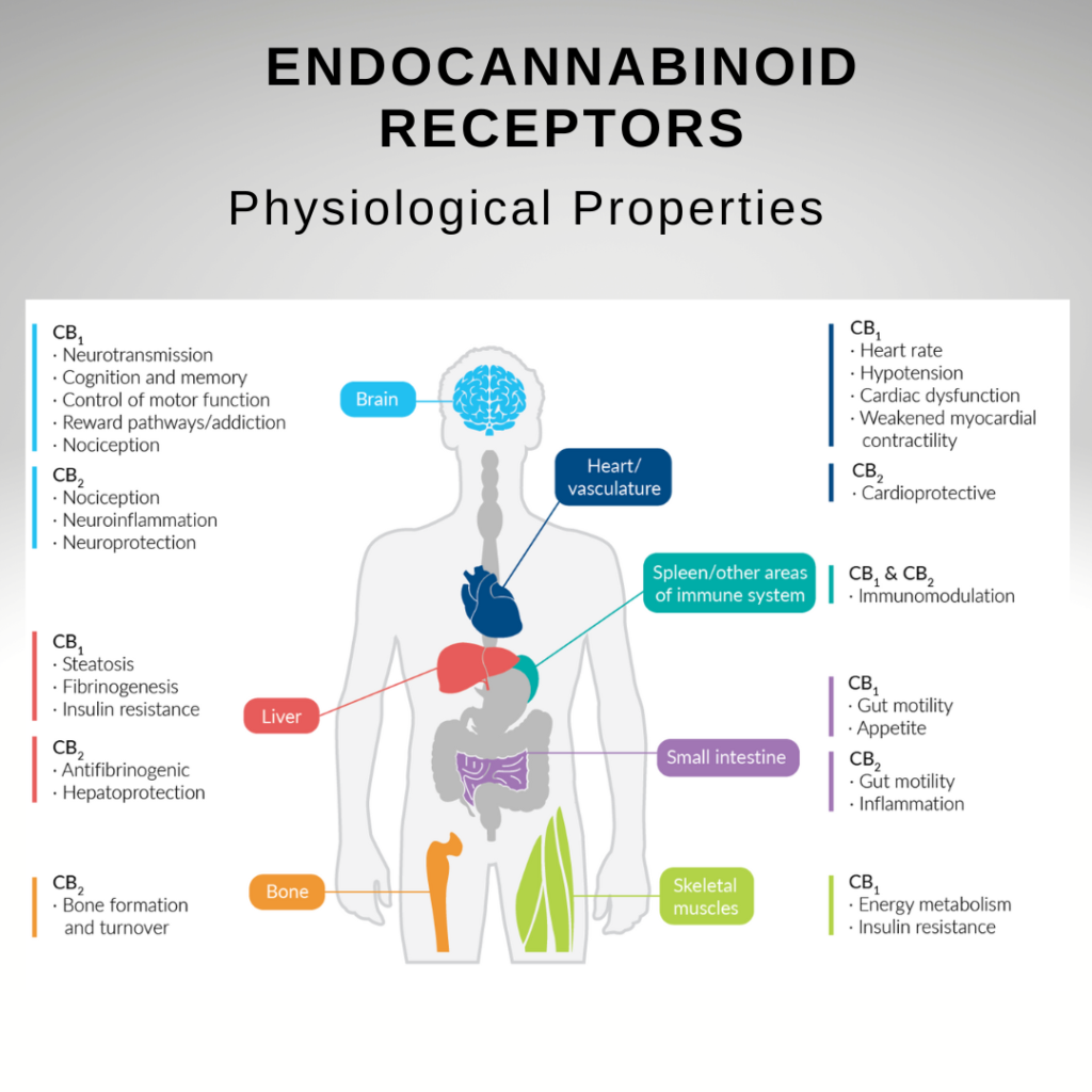 CBD CBDA receptors endocannabinoid system