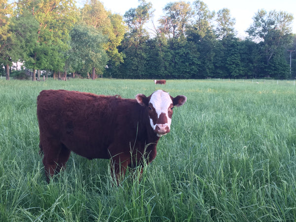 Kyle Brisendine of Willow Farm in Homer, Michigan