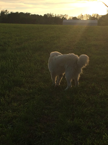 Kyle Brisendine of Willow Farm in Homer, Michigan