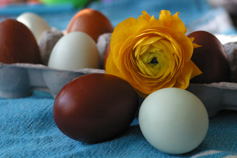 The Silver Fox Farm hatching eggs for sale