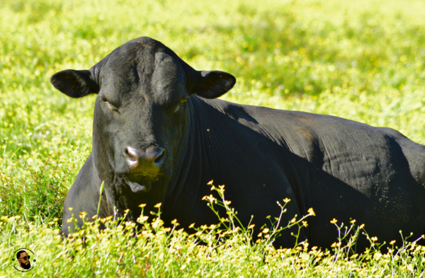 Christopher Joe of Joe's Black Angus Farm and Connecting with Birds and Nature Tours in Newbern, Alabama