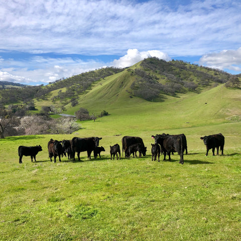 Silva Ranch in Central Valley CA