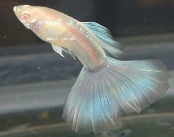 Albino Blue Sky Guppy