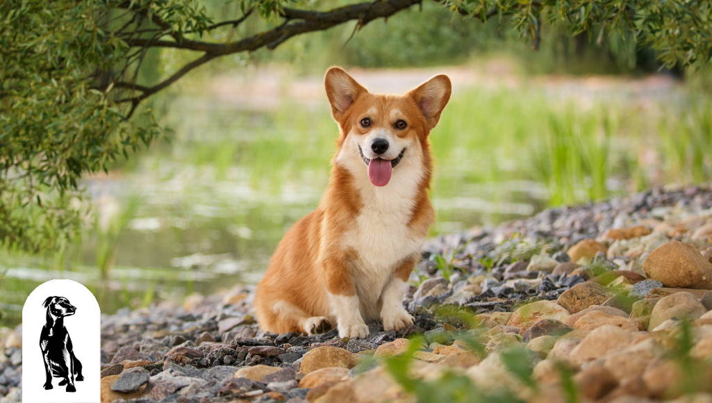 how long do female corgis live