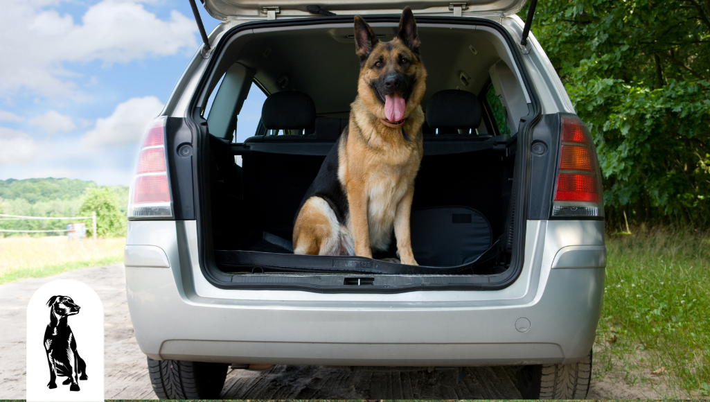 how should a dog travel in a car