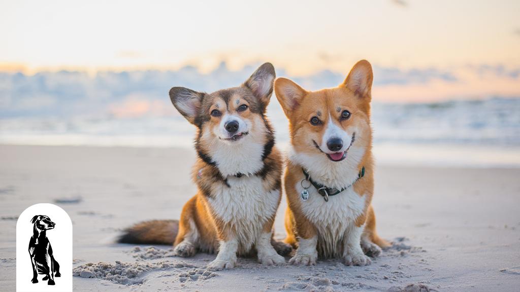 corgi shedding