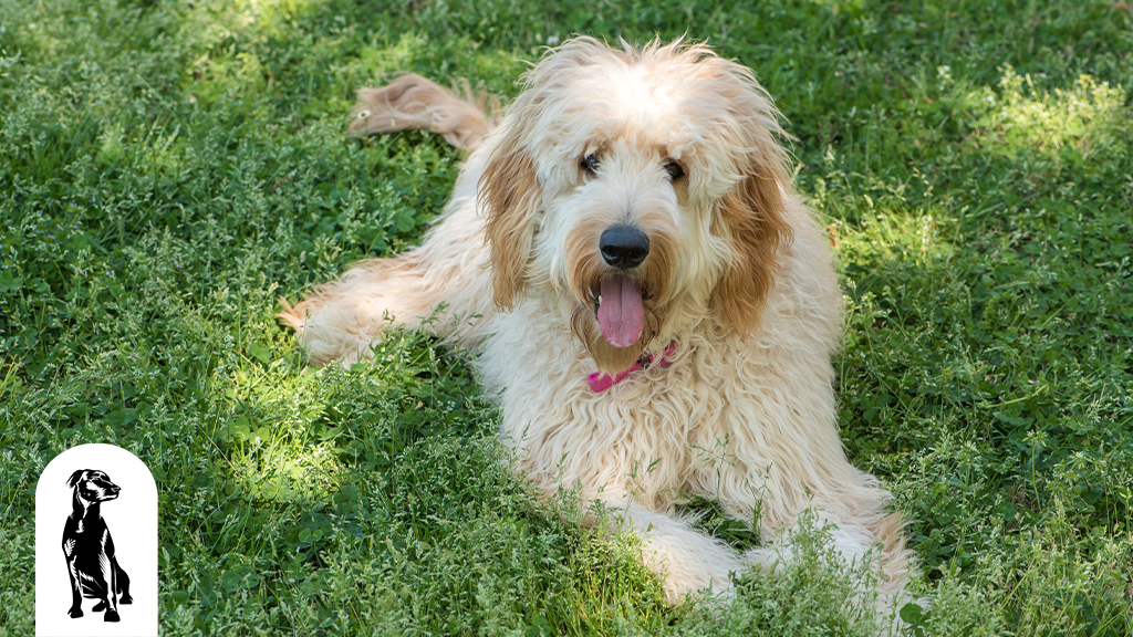 are goldendoodles easy to train