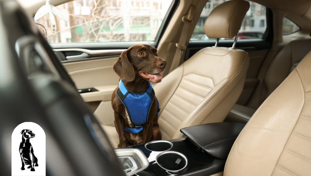 can dogs sit in the front seat of a car