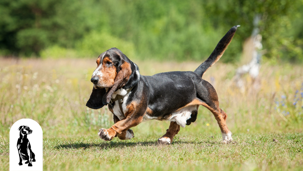 basset hound shedding a lot