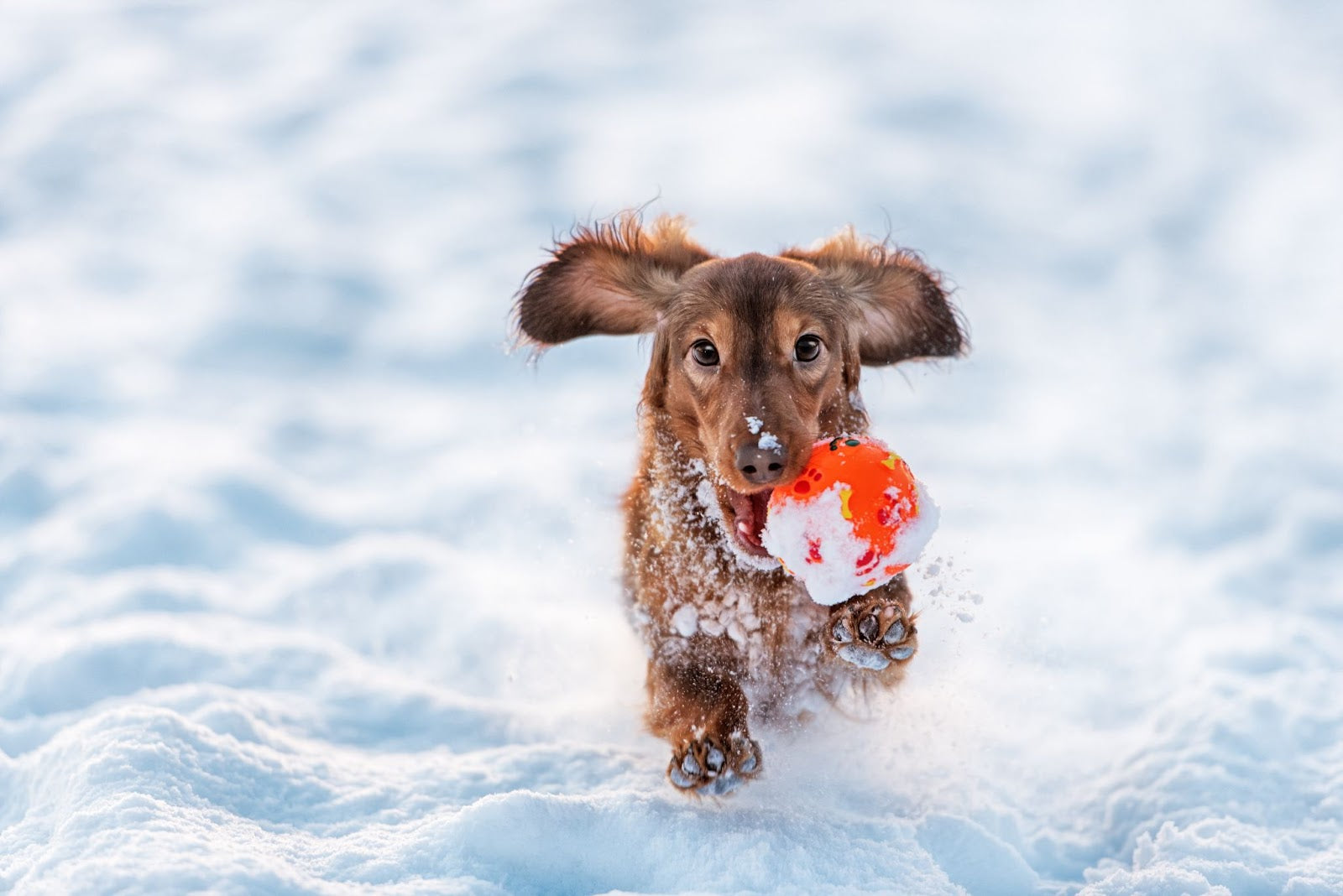 A dachshund dog running through snow with a ball in its mouth