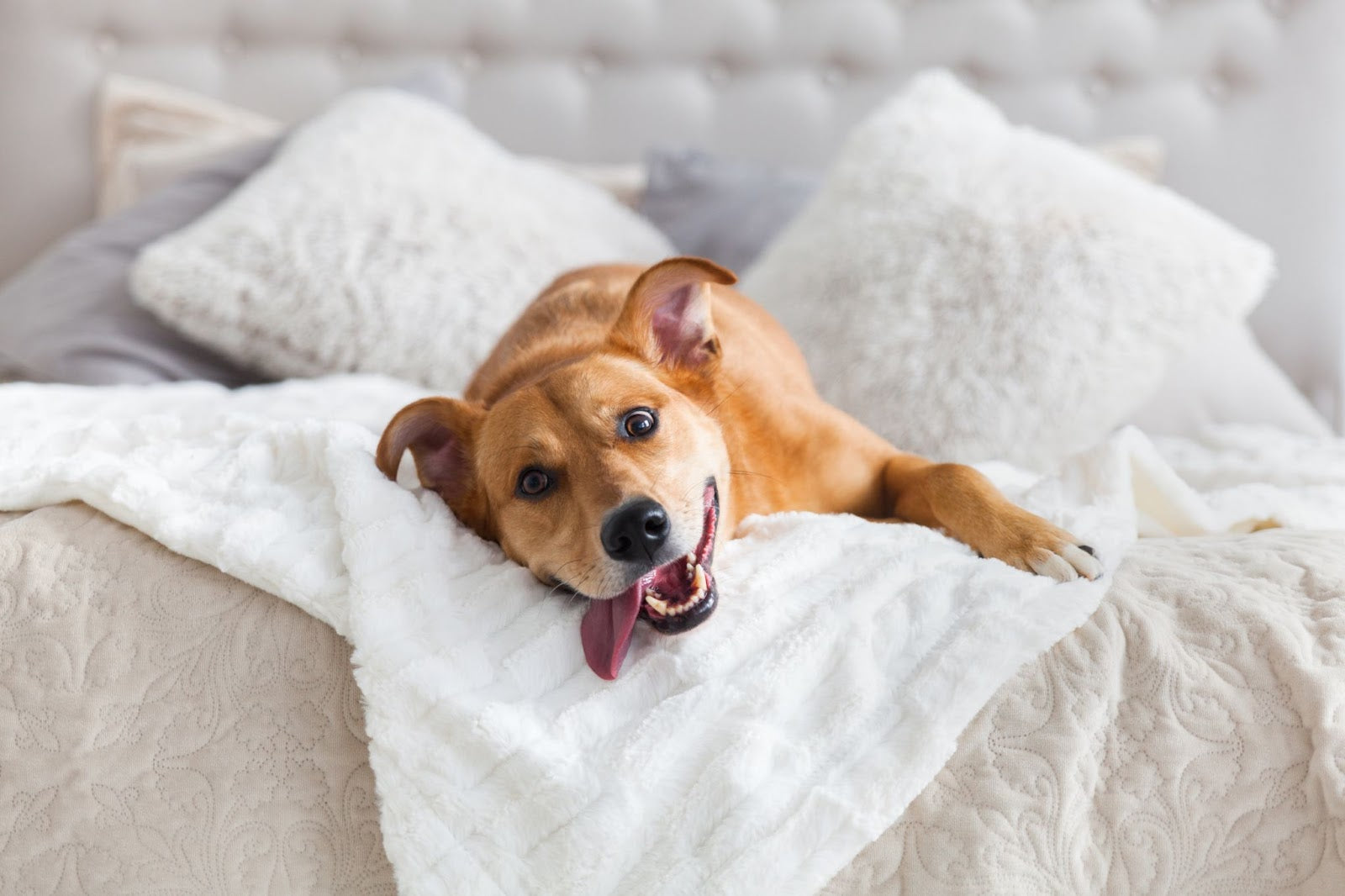 A dog resting comfortably on a bed surrounded by pillows, showcasing a cozy pet-friendly environment.