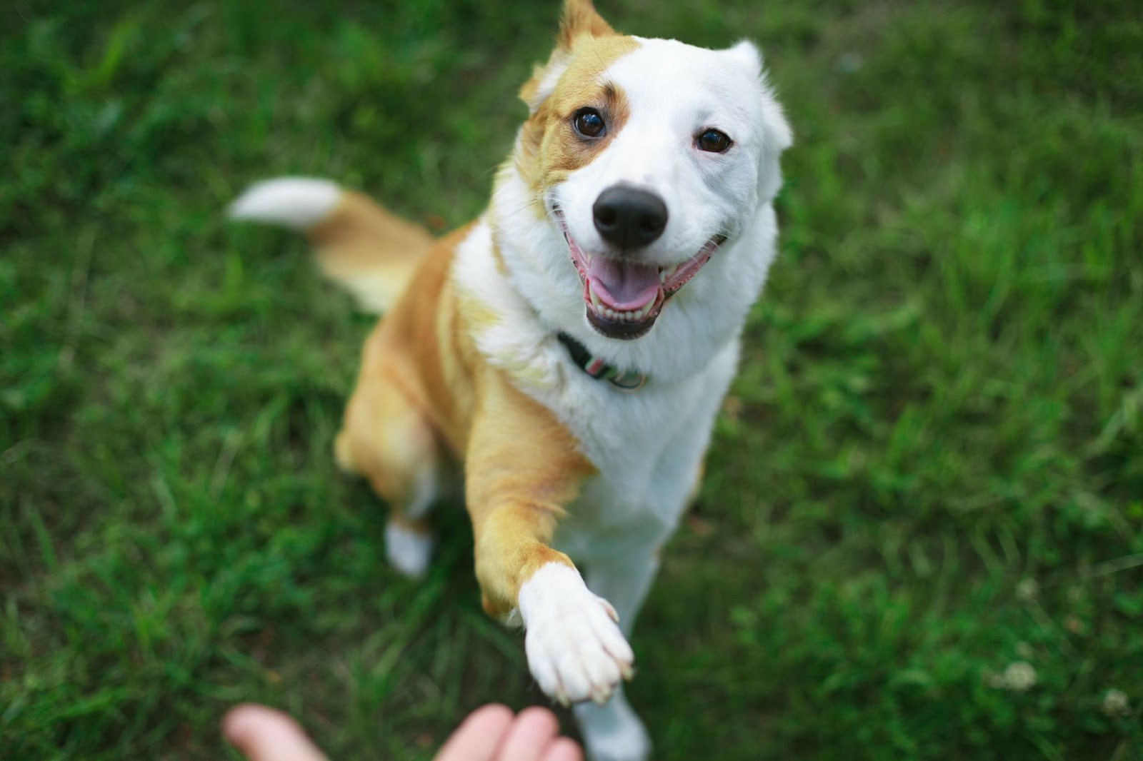 A dog stands on the grass, extending its paw, showcasing its training and good behavior during a training session.