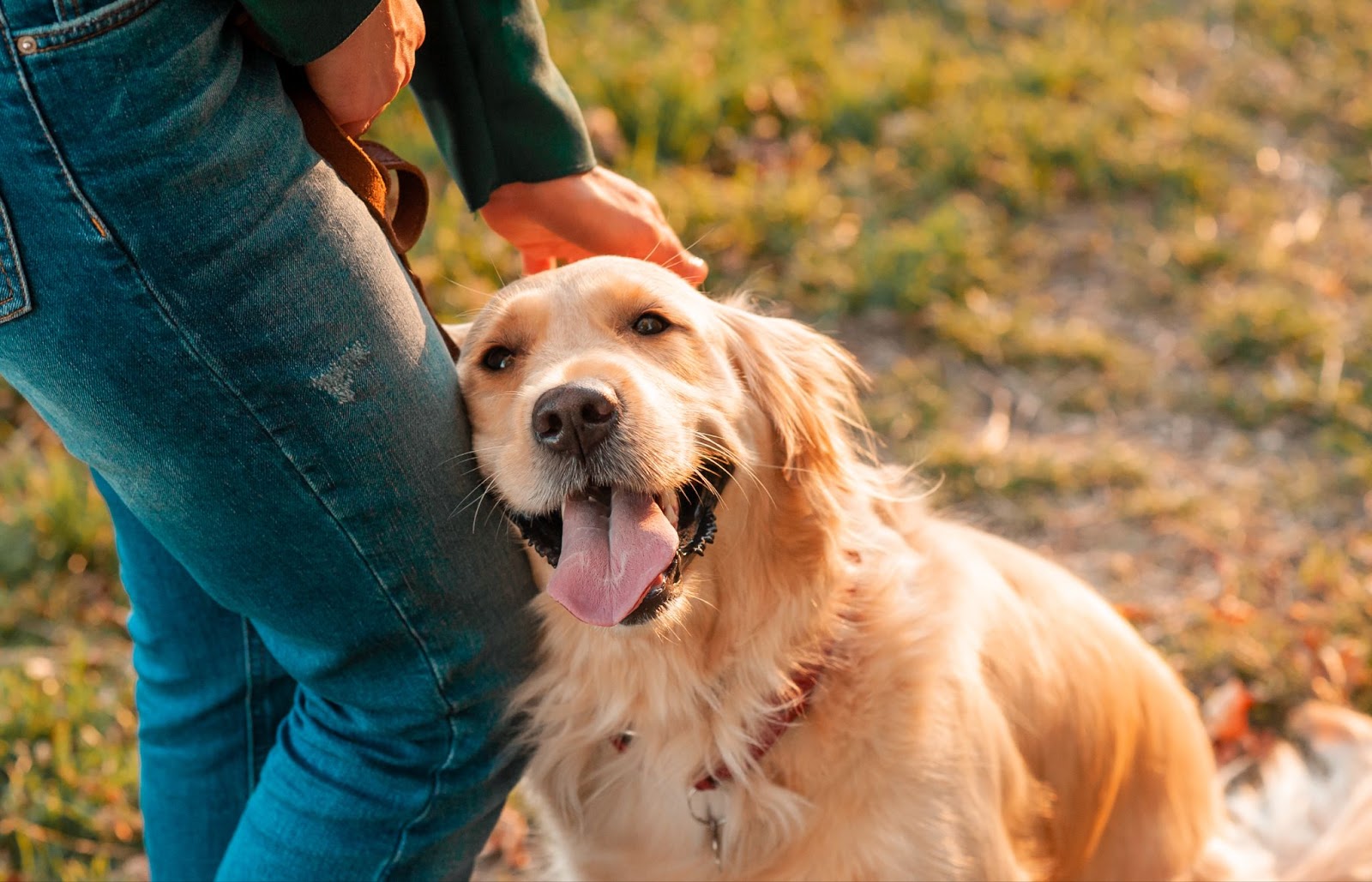 A golden retriever stands beside its owner, showcasing a car seat cover designed for pet care and comfort.